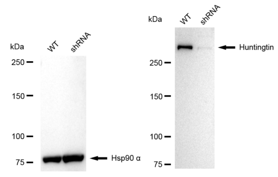 [KD Validated] Anti-HTT Rabbit mAb [24D84P30]