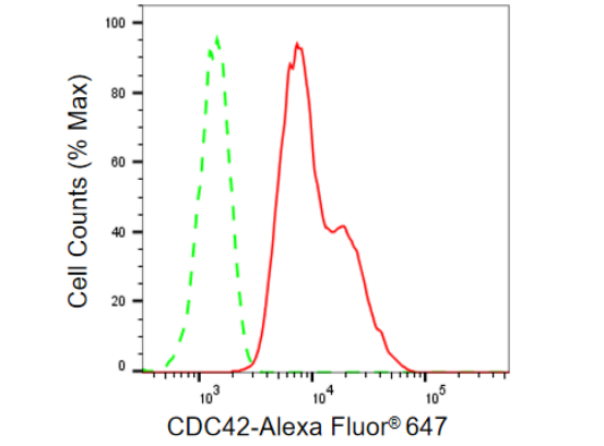[KD Validated] Anti-CDC42 Rabbit mAb [47N62S93]