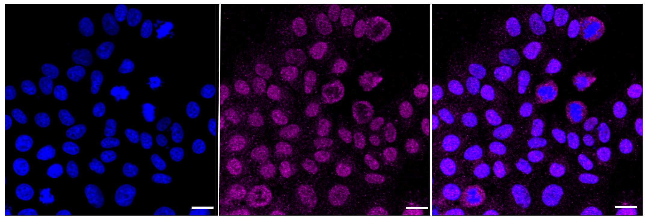 [KD Validated] Anti-CDC42 Rabbit mAb [47N62S93]
