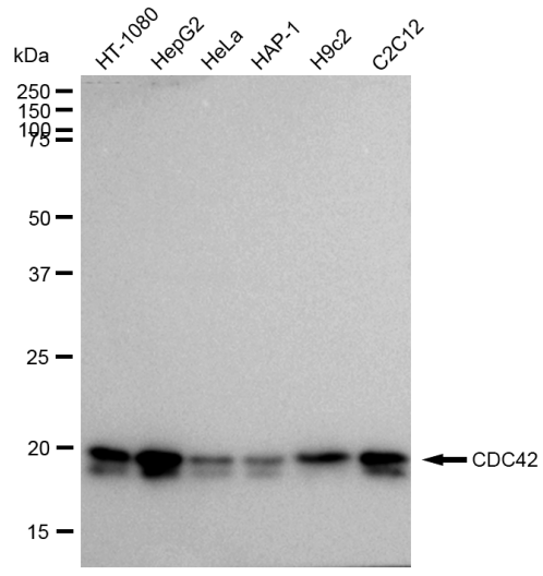 [KD Validated] Anti-CDC42 Rabbit mAb [47N62S93]