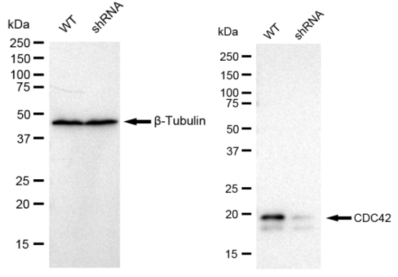 [KD Validated] Anti-CDC42 Rabbit mAb [47N62S93]