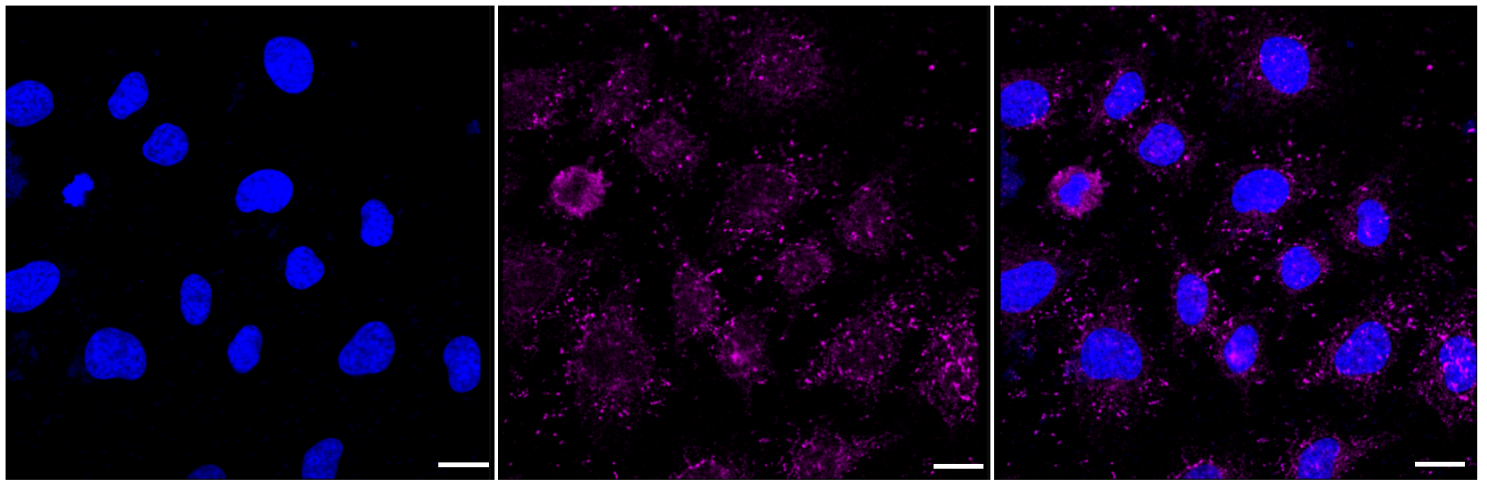 [KD Validated] Anti-GOPC Rabbit mAb [42Q12B41]