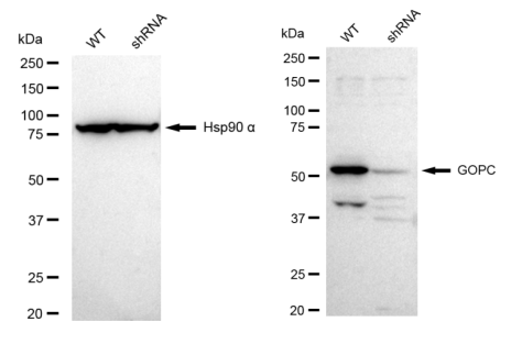 [KD Validated] Anti-GOPC Rabbit mAb [42Q12B41]