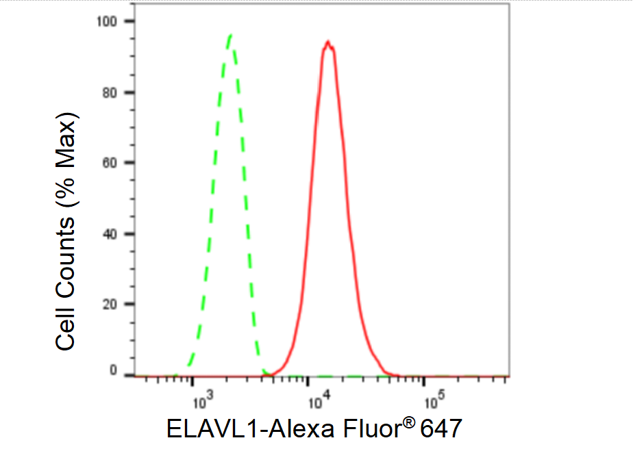 [KD Validated] Anti-ELAVL1 Rabbit mAb [69N77S12]