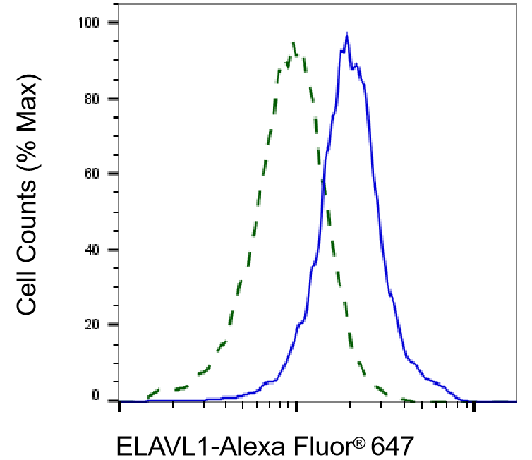 [KD Validated] Anti-ELAVL1 Rabbit mAb [69N77S12]