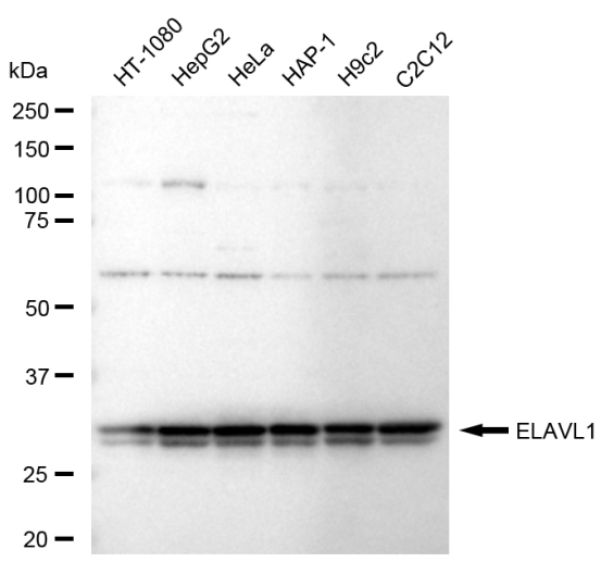 [KD Validated] Anti-ELAVL1 Rabbit mAb [69N77S12]