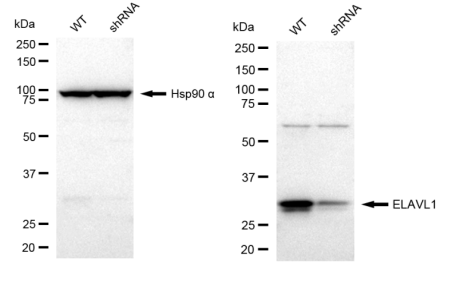 [KD Validated] Anti-ELAVL1 Rabbit mAb [69N77S12]