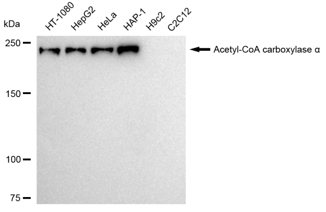 [KD Validated] Anti-ACACA Rabbit mAb [89R60N19]