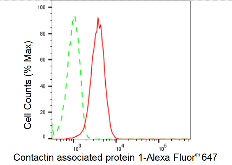 [KD Validated] Anti-CNTNAP1 Rabbit mAb [31S33A53]
