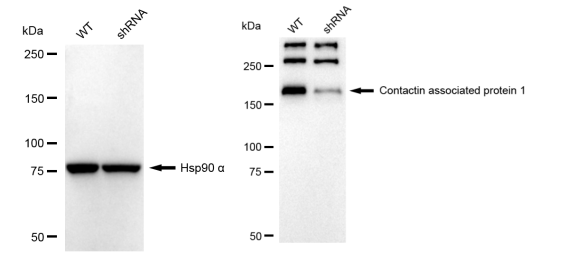 [KD Validated] Anti-CNTNAP1 Rabbit mAb [31S33A53]