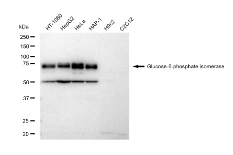 [KD Validated] Anti-GPI Rabbit mAb [53A92F42]