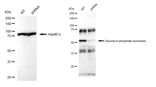 [KD Validated] Anti-GPI Rabbit mAb [53A92F42]