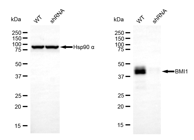 [KD Validated] Anti-BMI1 Rabbit mAb [86M84S90]
