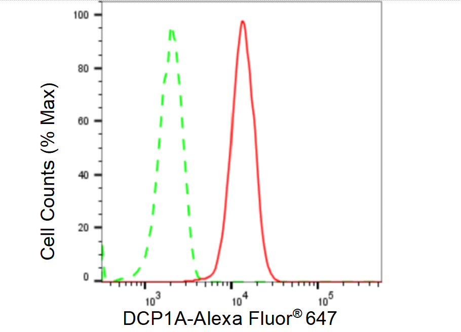 [KD Validated] Anti-DCP1A Rabbit mAb [46C53S29]