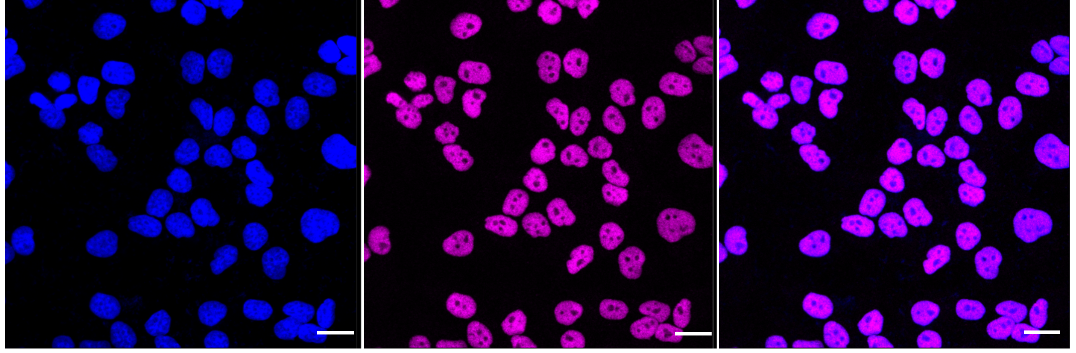 [KD Validated] Anti-CTBP2 Rabbit mAb [64H74R66]
