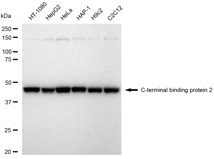 [KD Validated] Anti-CTBP2 Rabbit mAb [64H74R66]