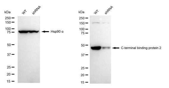 [KD Validated] Anti-CTBP2 Rabbit mAb [64H74R66]