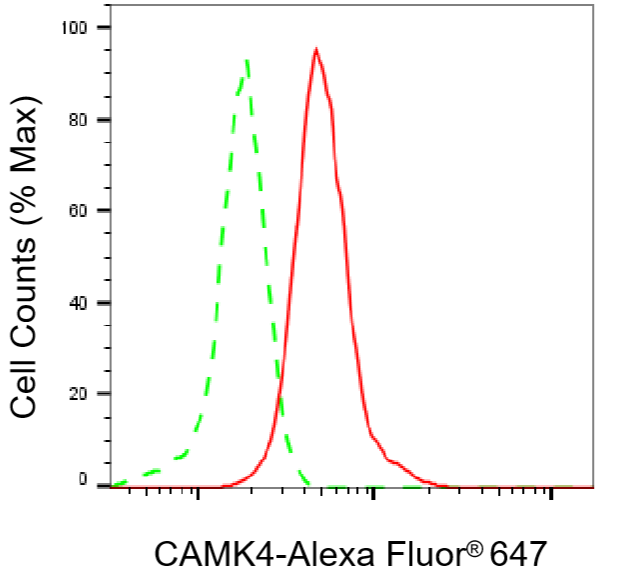 [KD Validated] Anti-CAMK4 Rabbit mAb [42M18T06]