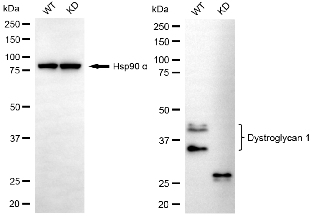 [KD Validated] Anti-DAG1 Rabbit mAb [41H43F28]