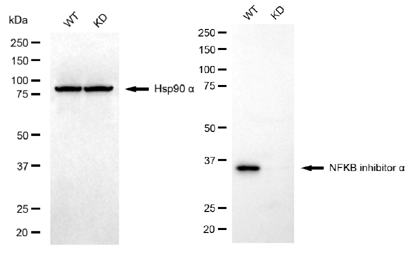 [KD Validated] Anti-NFKBIA Rabbit mAb [91G70D43]