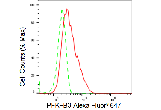 [KD Validated] Anti-PFKFB3 Rabbit mAb [32O71F11]