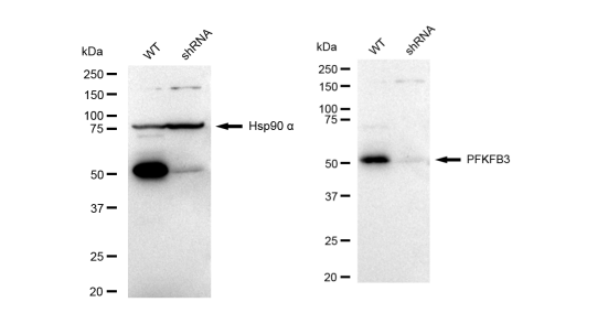 [KD Validated] Anti-PFKFB3 Rabbit mAb [32O71F11]