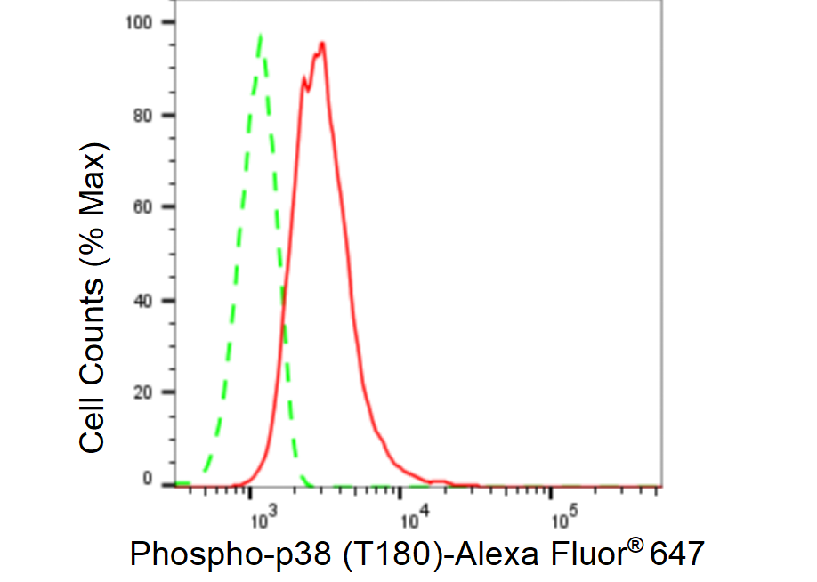 [KD Validated] Anti-Phospho-p38 (Thr180) Rabbit mAb [65E52J81]
