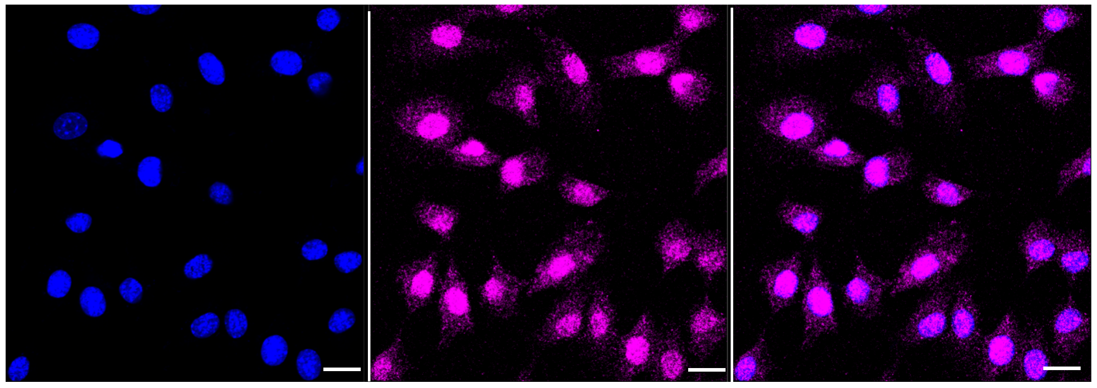 [KD Validated] Anti-Phospho-p38 (Thr180) Rabbit mAb [65E52J81]