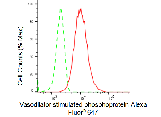 [KD Validated] Anti-VASP Rabbit mAb [24C85B30]