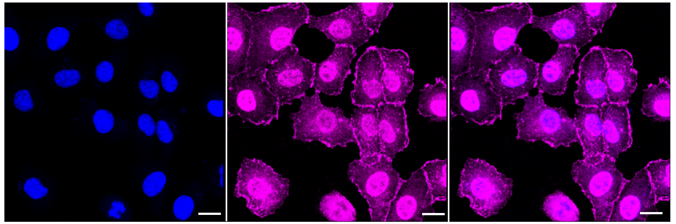 [KD Validated] Anti-VASP Rabbit mAb [24C85B30]