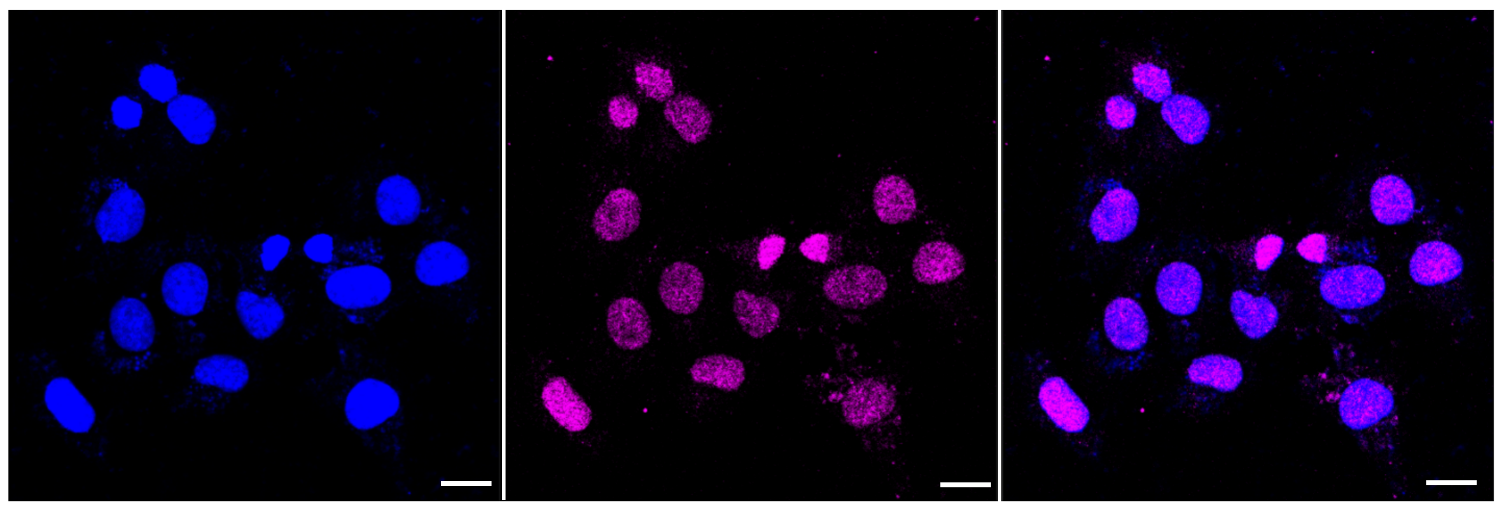 [KD Validated] Anti-TRIB3 Rabbit mAb [70O92G34]