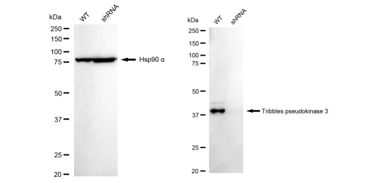 [KD Validated] Anti-TRIB3 Rabbit mAb [70O92G34]