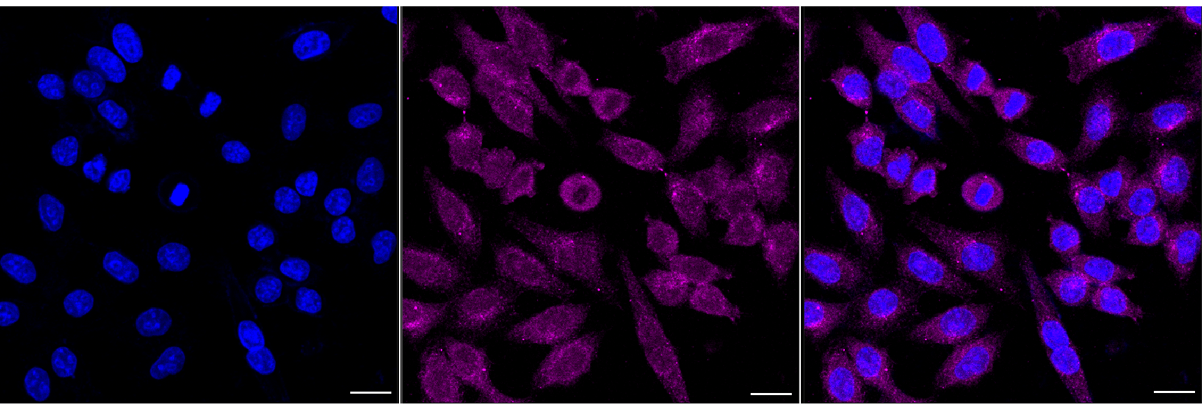 [KD Validated] Anti-CAB39 Rabbit mAb [95L48G21]