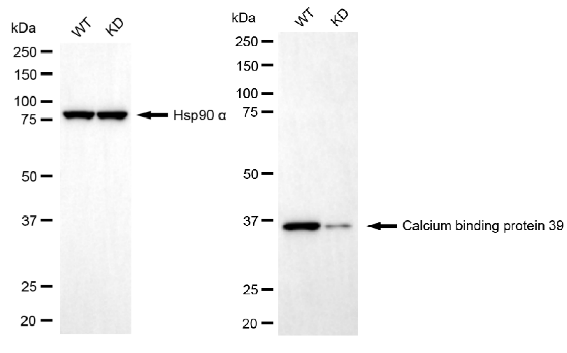 [KD Validated] Anti-CAB39 Rabbit mAb [95L48G21]