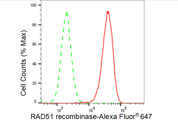 [KD Validated] Anti-RAD51 Rabbit mAb [15N81H09]
