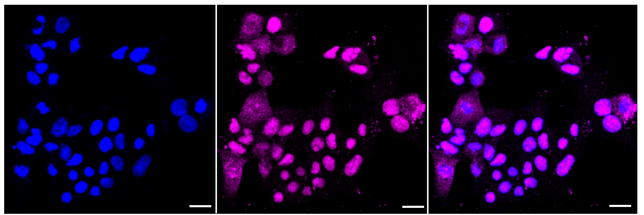 [KD Validated] Anti-RAD51 Rabbit mAb [15N81H09]
