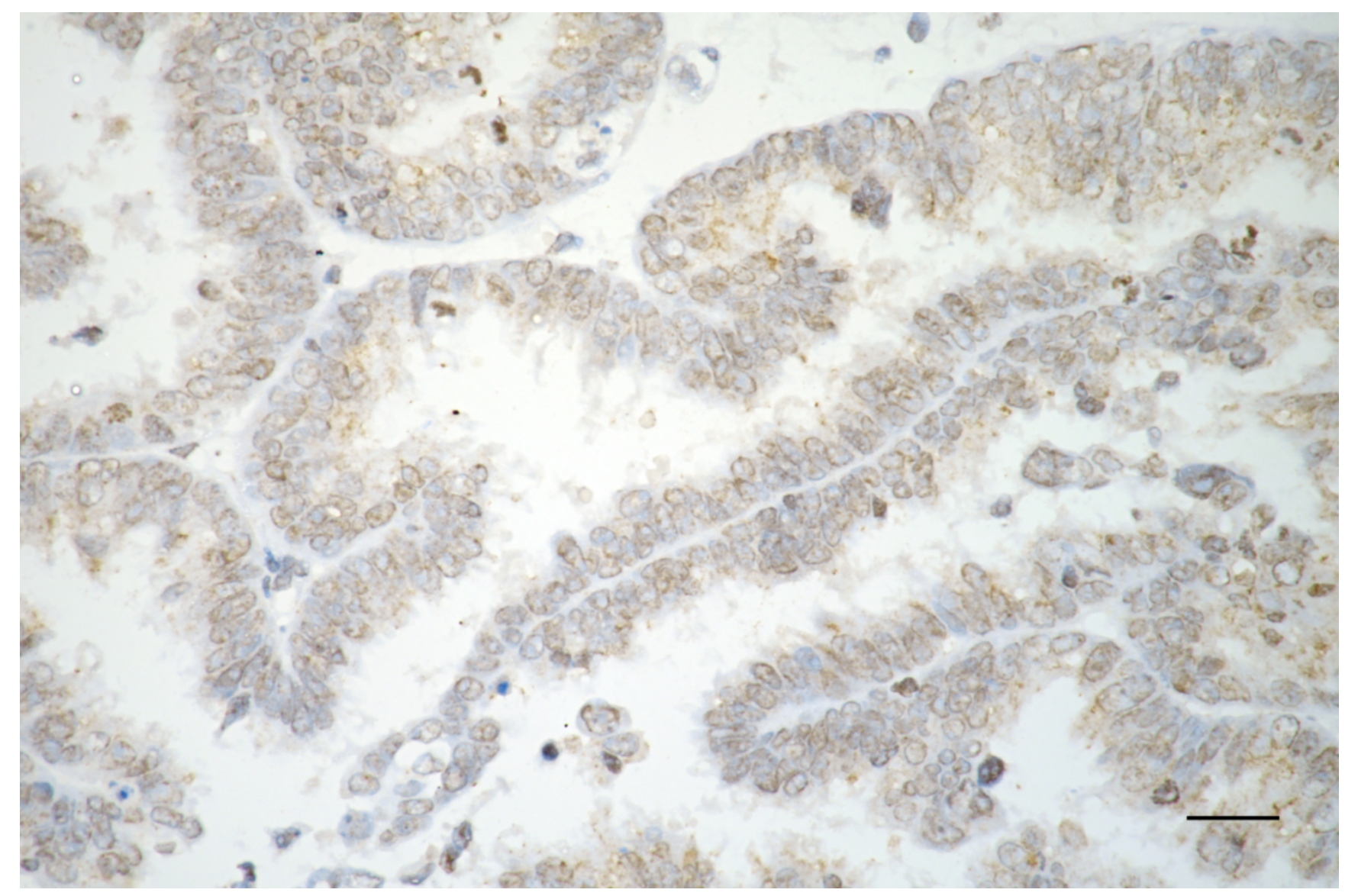 [KD Validated] Anti-RAD51 Rabbit mAb [15N81H09]