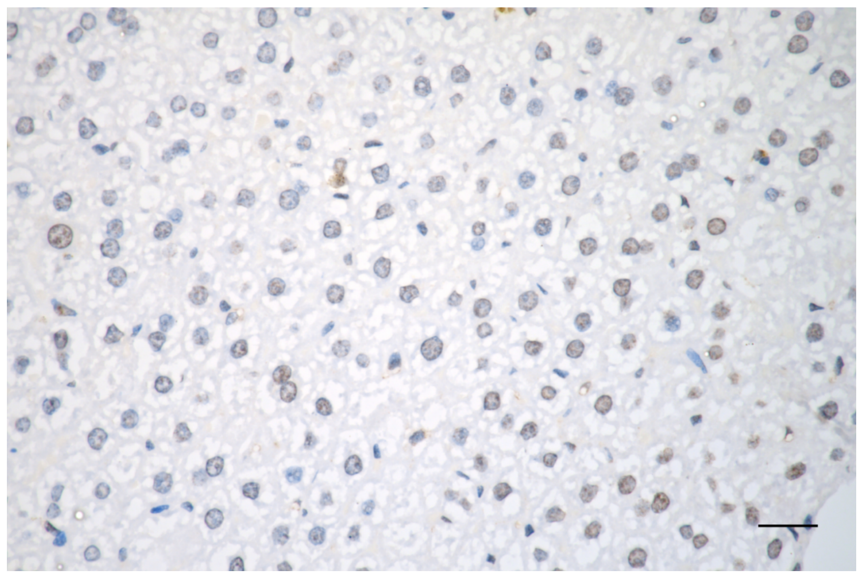 [KD Validated] Anti-RAD51 Rabbit mAb [15N81H09]