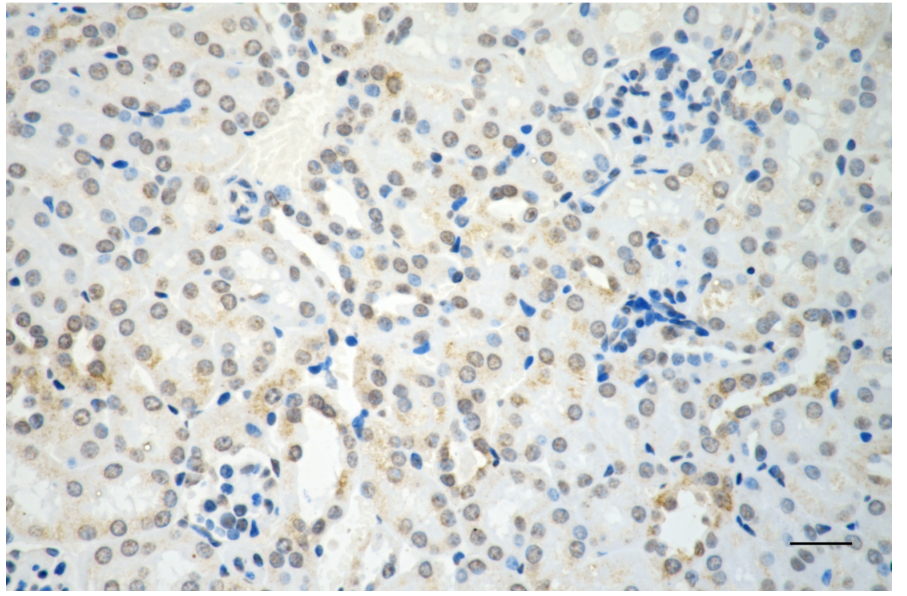 [KD Validated] Anti-RAD51 Rabbit mAb [15N81H09]