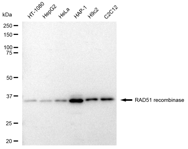 [KD Validated] Anti-RAD51 Rabbit mAb [15N81H09]