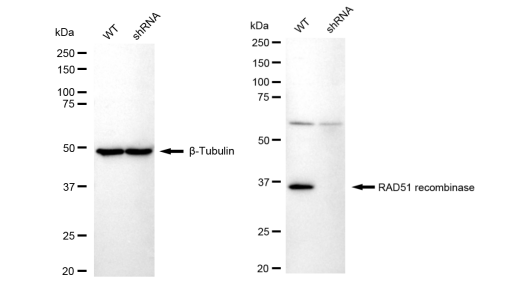 [KD Validated] Anti-RAD51 Rabbit mAb [15N81H09]