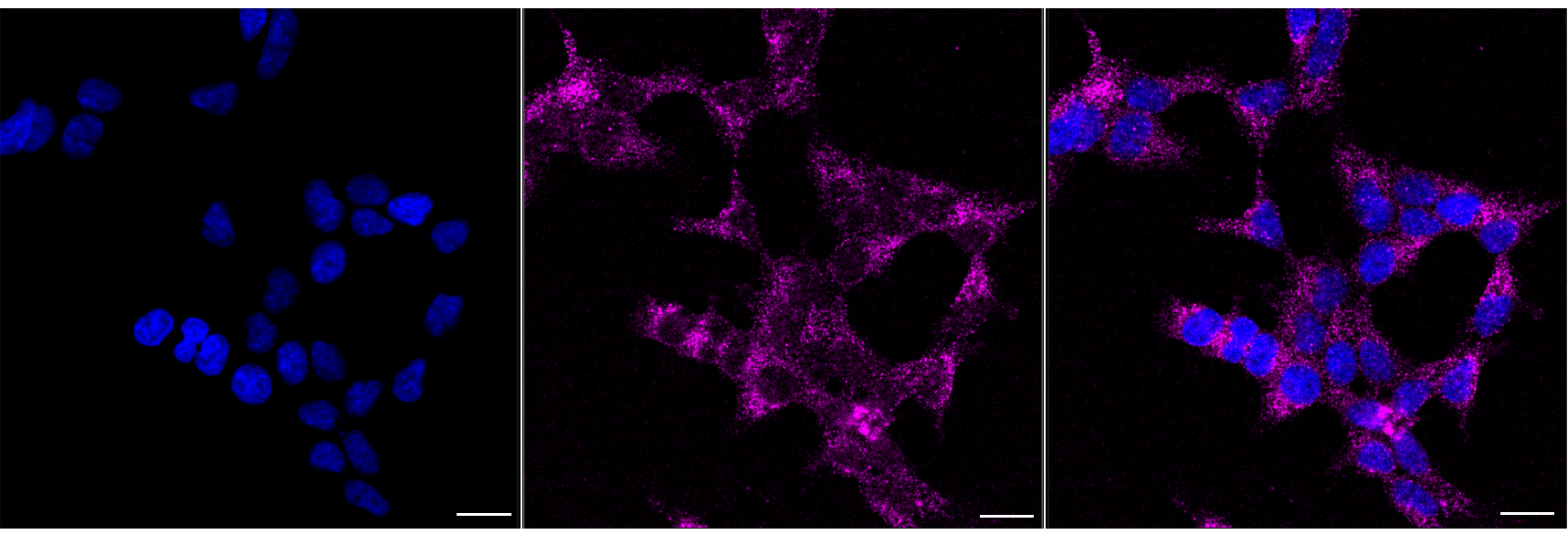 [KD Validated] Anti-AGPS Rabbit mAb [61Q68H44]