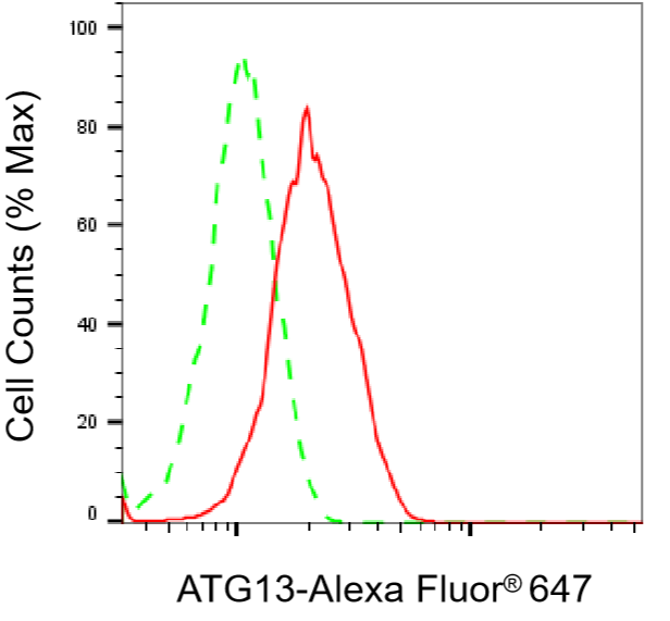 [KD Validated] Anti-ATG13 Rabbit mAb [80E09L74]