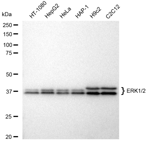 [KD Validated] Anti-MAPK1/3 Rabbit mAb [43S59O21]