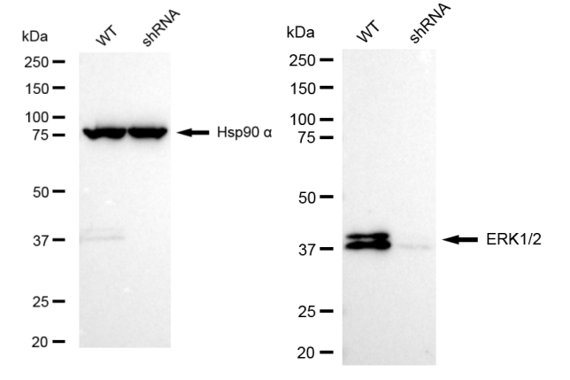 [KD Validated] Anti-MAPK1/3 Rabbit mAb [43S59O21]