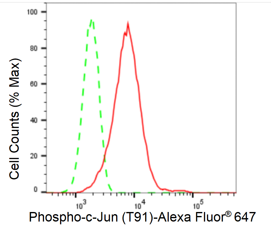 [KD Validated] Anti-JUN Rabbit mAb [97B95E16]