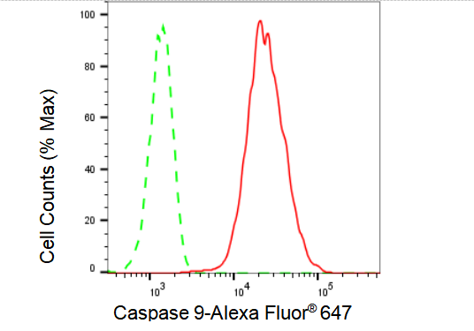[KD Validated] Anti-CASP9 Rabbit mAb [87O85S28]