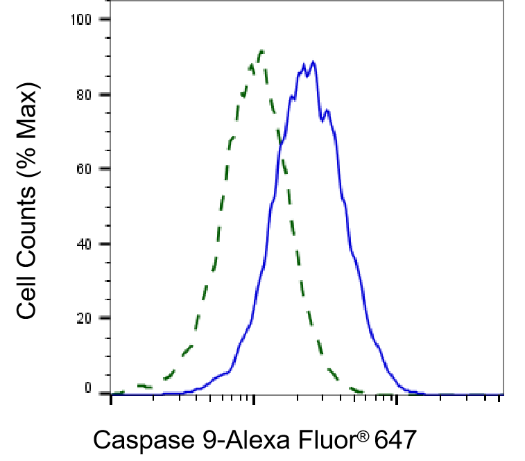 [KD Validated] Anti-CASP9 Rabbit mAb [87O85S28]
