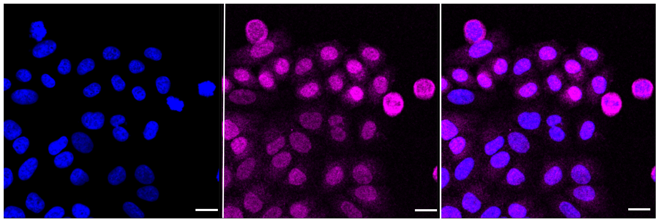 [KD Validated] Anti-CASP9 Rabbit mAb [87O85S28]