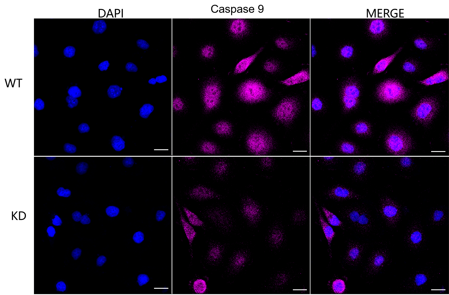 [KD Validated] Anti-CASP9 Rabbit mAb [87O85S28]
